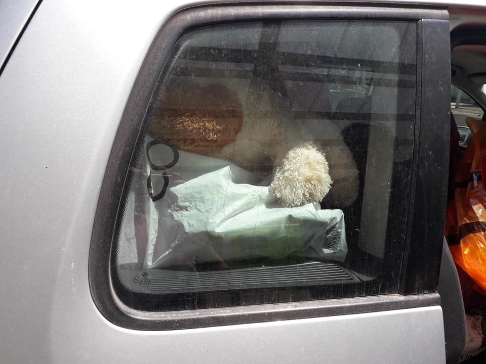 un ursulet pentru o fetita